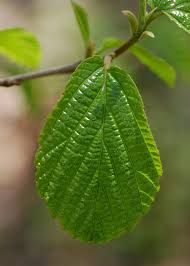 THE THERAPEUTIC USES OF HAMAMELIS VIRGINICA