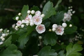 CRATAEGUS OXYACANTHA