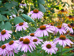 ECHINACEA ANGUSTIFOLIA