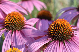 ECHINACEA