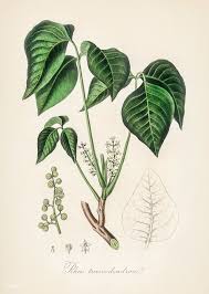 RHUS TOXICODENDRON