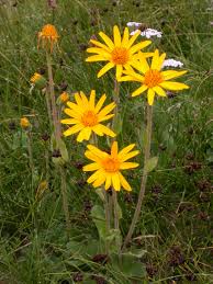 ARNICA AND HAMAMELIS