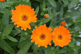 CALENDULA AN ANTIDOTE TO APIS