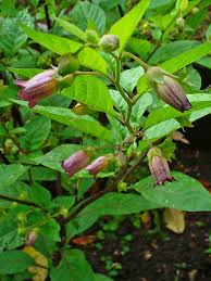 THE USE OF BELLADONNA TINCTURE EXTERNALLY