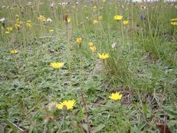 HIERACIUM PILOSELLA