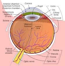 CONCERNING SOME EYE CASES AND OTHER THINGS