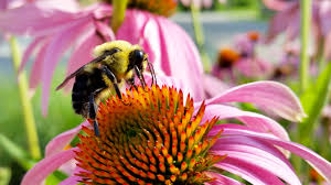 ECHINACEA AND OTHER DRUGS HISTORY REPEATING ITSELF