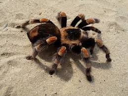 TWO NOTABLE CASES – SULPHUR AND TARANTULA CUB