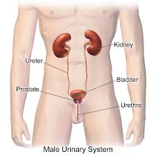 CLINICAL URINOLOGY AND RENAL THERAPEUTICS