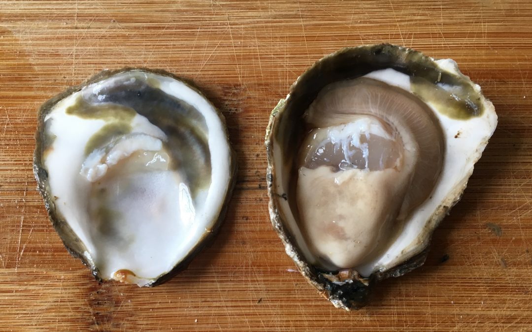 THE OYSTER WE NEED ON DAILY BASIC – THEME OF CALCAREA SUPPORTED WITH CASE REPORTS